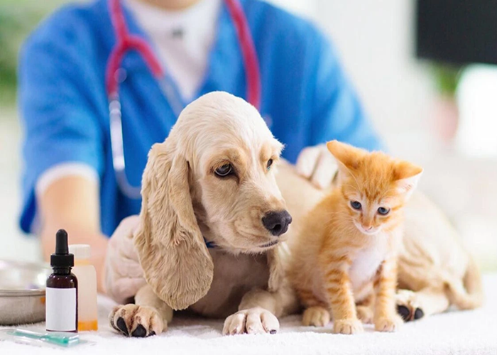 evcil havyan sigorta sözcü haber